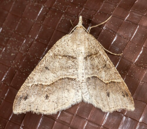 iNaturalist observation photo of Lorquin's Angle