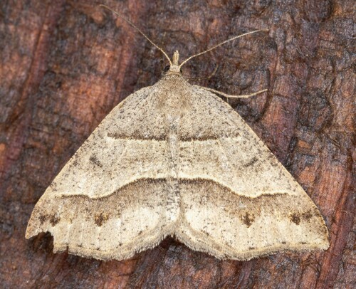 iNaturalist observation photo of Lorquin's Angle