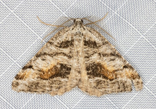 iNaturalist observation photo of Macaria colata