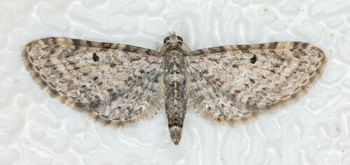 iNaturalist observation photo of Pug Moths