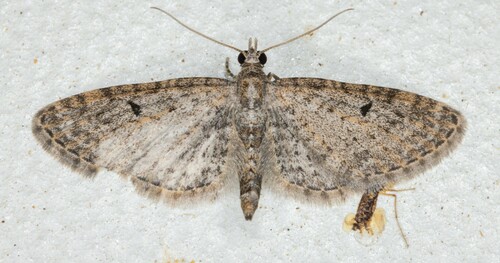 iNaturalist observation photo of Pug Moths