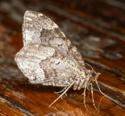 iNaturalist observation photo of Guenée's Carpet Moth