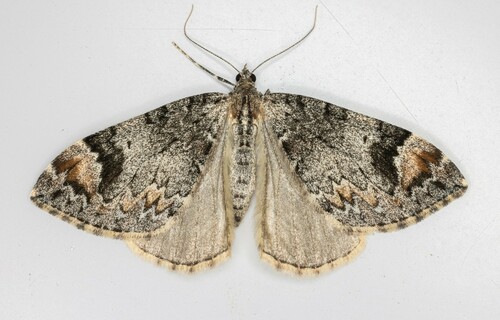 iNaturalist observation photo of Dark Marbled Carpet