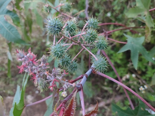 castor bean