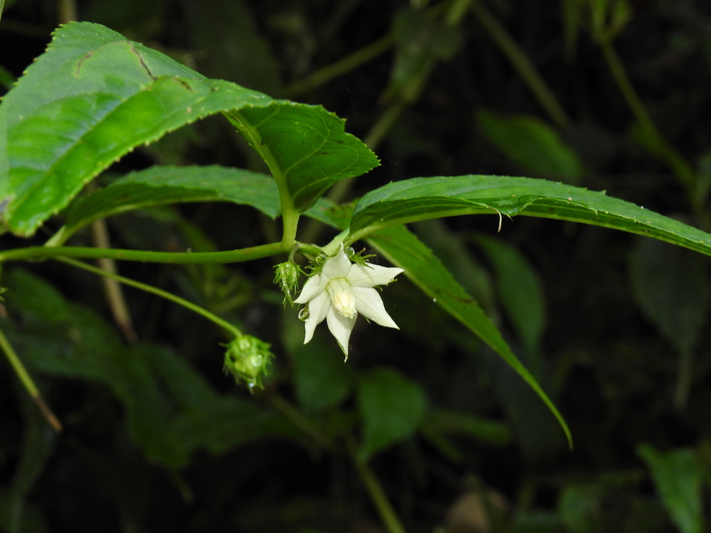 Cyclocodon axillaris (Cyclocodon axillaris)