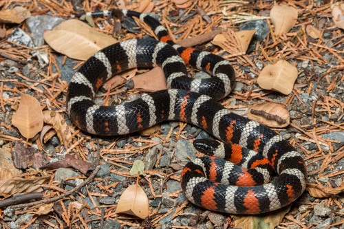 California Mountain Kingsnake