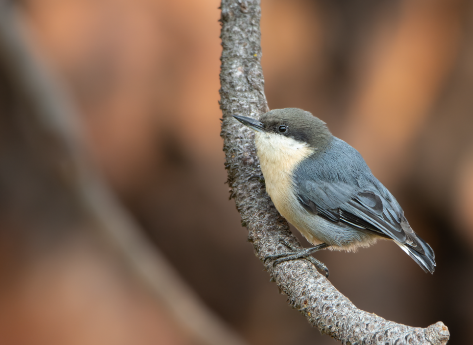 Pygmy Nuthatch