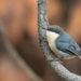 Pygmy Nuthatch - Photo (c) Draginous, all rights reserved, uploaded by Draginous