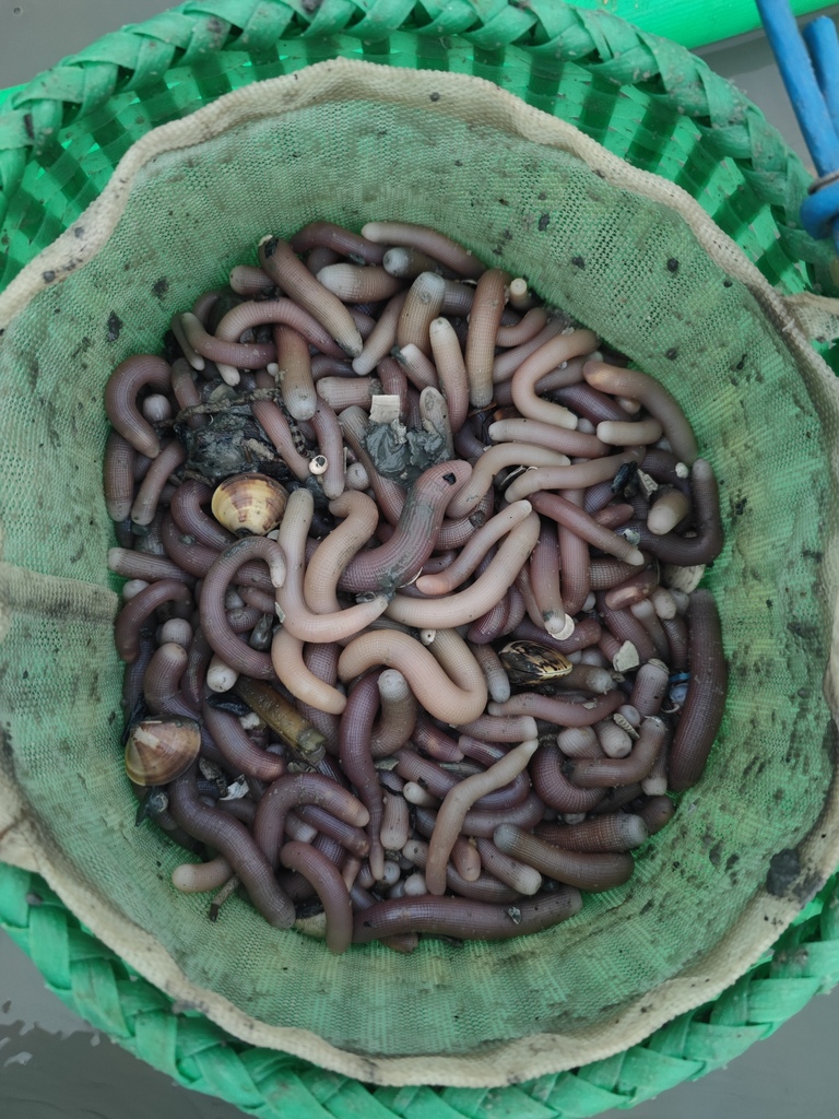 Sasing Worm Common Peanut Worm from 中国广西壮族自治区北海市合浦县 on August 24, 2023 at 05:12 PM ...