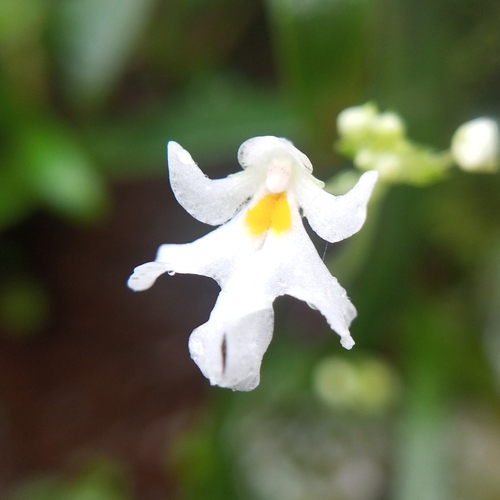 Impatiens stocksii