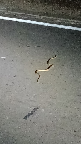 Brown Tree Snake sighting
