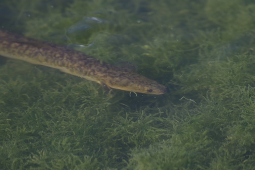 Marbled Eel