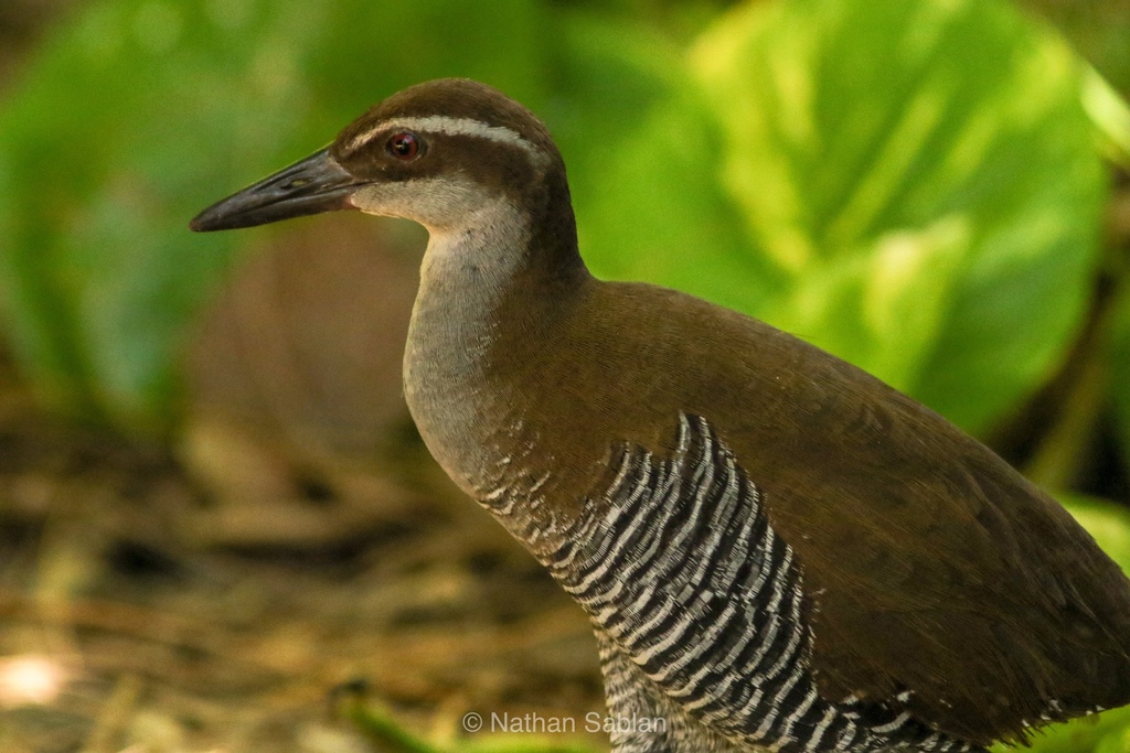 Guam Rail (Gallirallus owstoni) photo