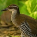 Guam Rail - Photo (c) sablan93, all rights reserved