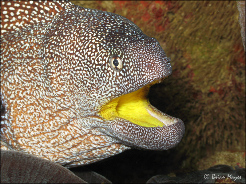 Yellowlip Moray Eel