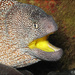 Yellowmouth Moray - Photo (c) Brian Mayes, all rights reserved, uploaded by Brian Mayes