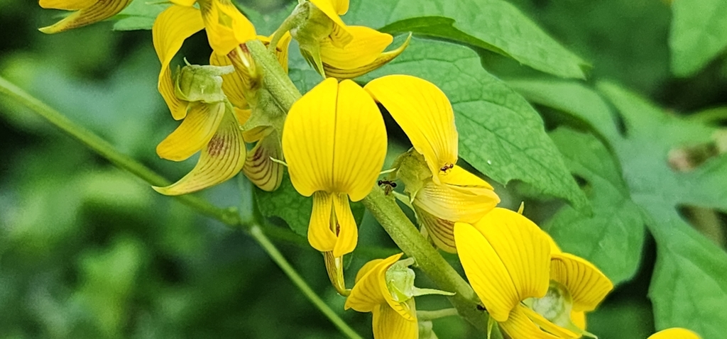 Yellow Rattlepod Streaked Rattlepod from 406台灣台中市北屯區民政里 on August 30, 2023 at 05:36 PM ...