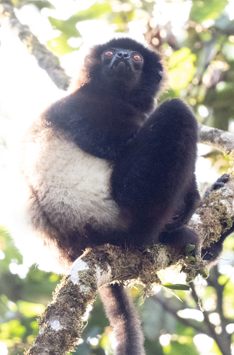 Milne-Edwards' Sifaka