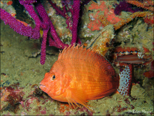 Spottedtail Hawkfish