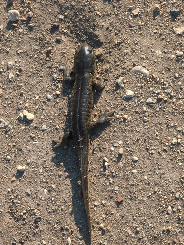 Western Tiger Salamander