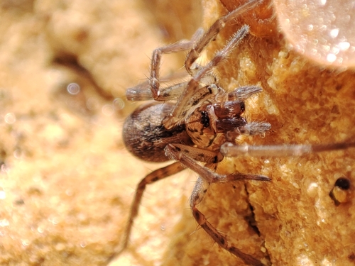 Eratigena feminea