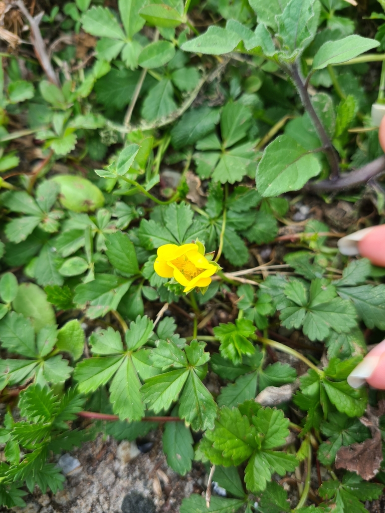 Creeping cinquefoil from Kastrup, 2770 Kastrup, Danmark on August 30 ...