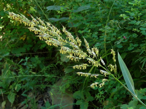 Spodiopogon sibiricus Trin.