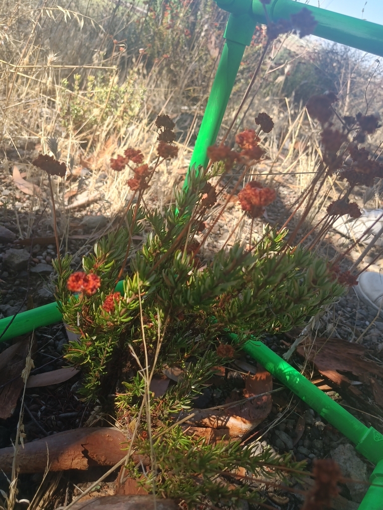 California Buckwheat from Paint Shop, Camarillo, CA 93012, USA on