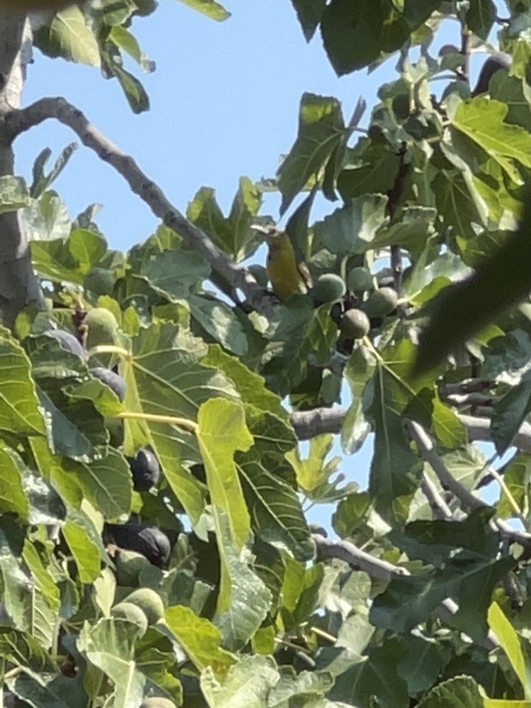 Hooded Oriole In August 2023 By Emily MacDonald INaturalist   Large 