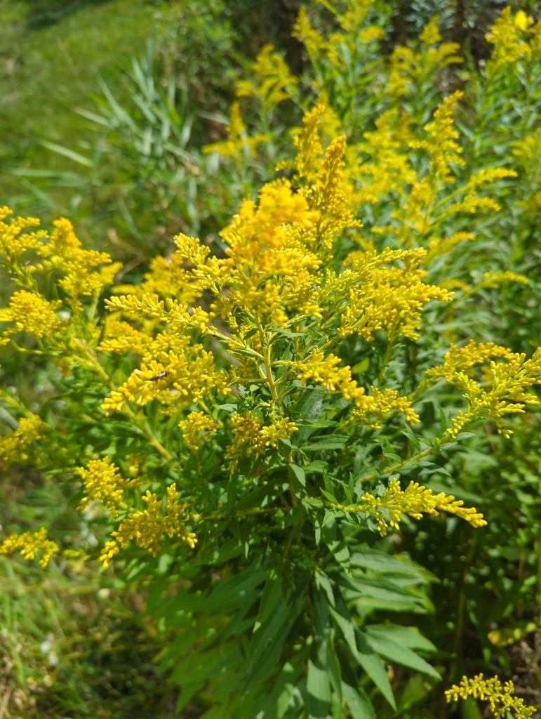 goldenrods from North East Citizens Action, Grand Rapids, MI, USA on ...