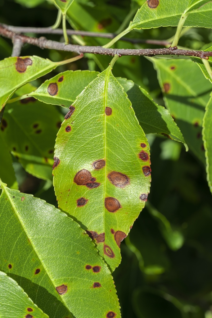 Cherry Leaf Spot From Fort Tilden New York NY US On August 20 2023 cherry-leaf-spot-from-fort-tilden-new-york-ny-us-on-august-20-2023