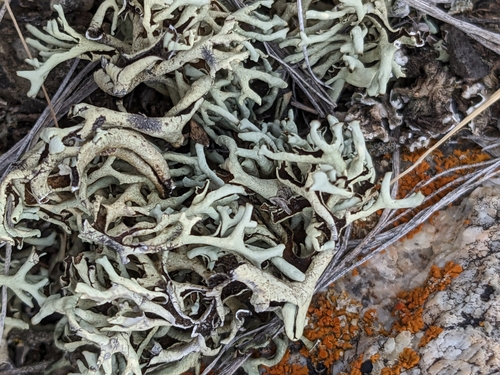 Tumbleweed Shield Lichen