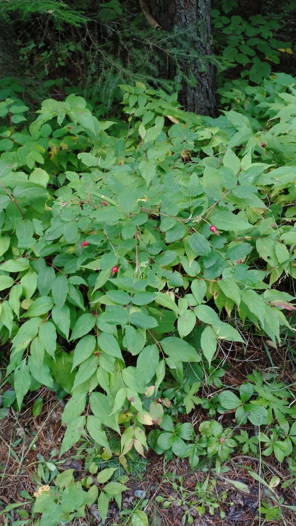 Prickly Wild Rose from Thunder Bay, CA-ON, CA on August 29, 2023 at 02: ...