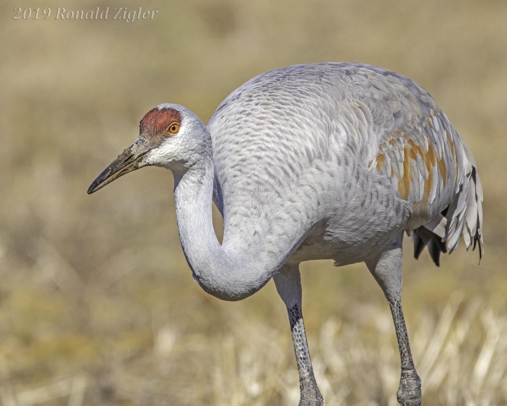 VIDEO and PHOTO GALLERY — Wild Things: Sandhill crane (Antigone