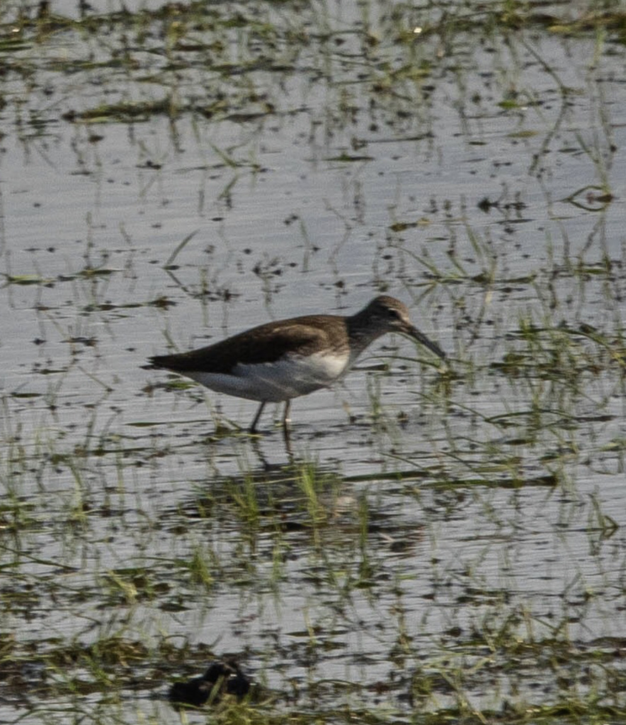 Green Sandpiper from Lock Lane, Bolton, England, GB on August 30, 2023