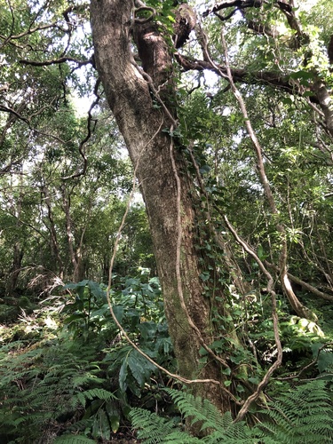 Azores Ivy