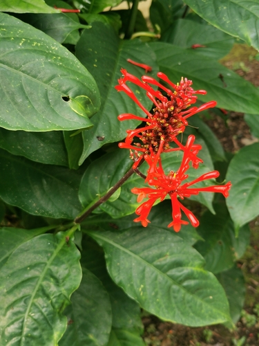Odontonema tubaeforme