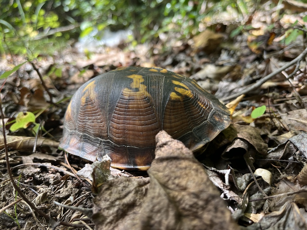 Eastern Box Turtle In August 2023 By Alex Pellegrini · Inaturalist