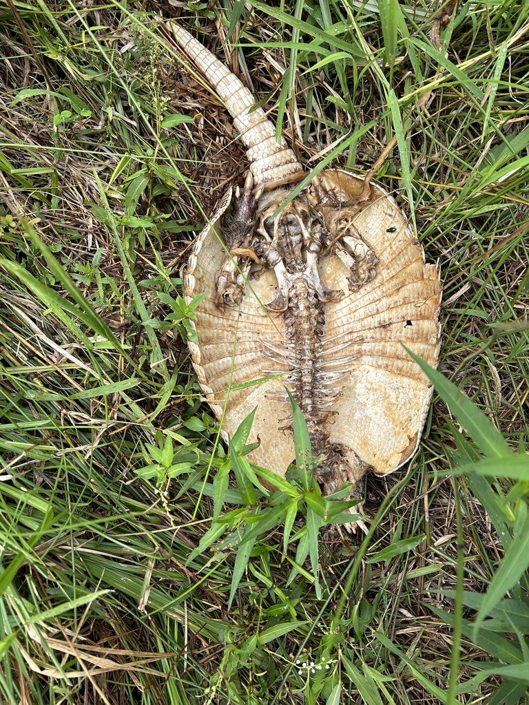 Ninebanded Armadillo from Hamilton, GA, US on August 30, 2023 at 0311