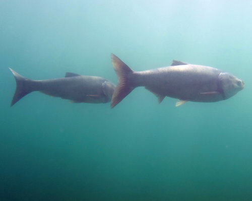 Silver Carp