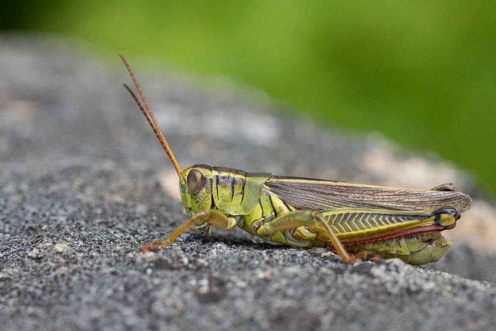 Two-striped Grasshopper from Windsor, VT 05089, USA on August 22, 2023 ...