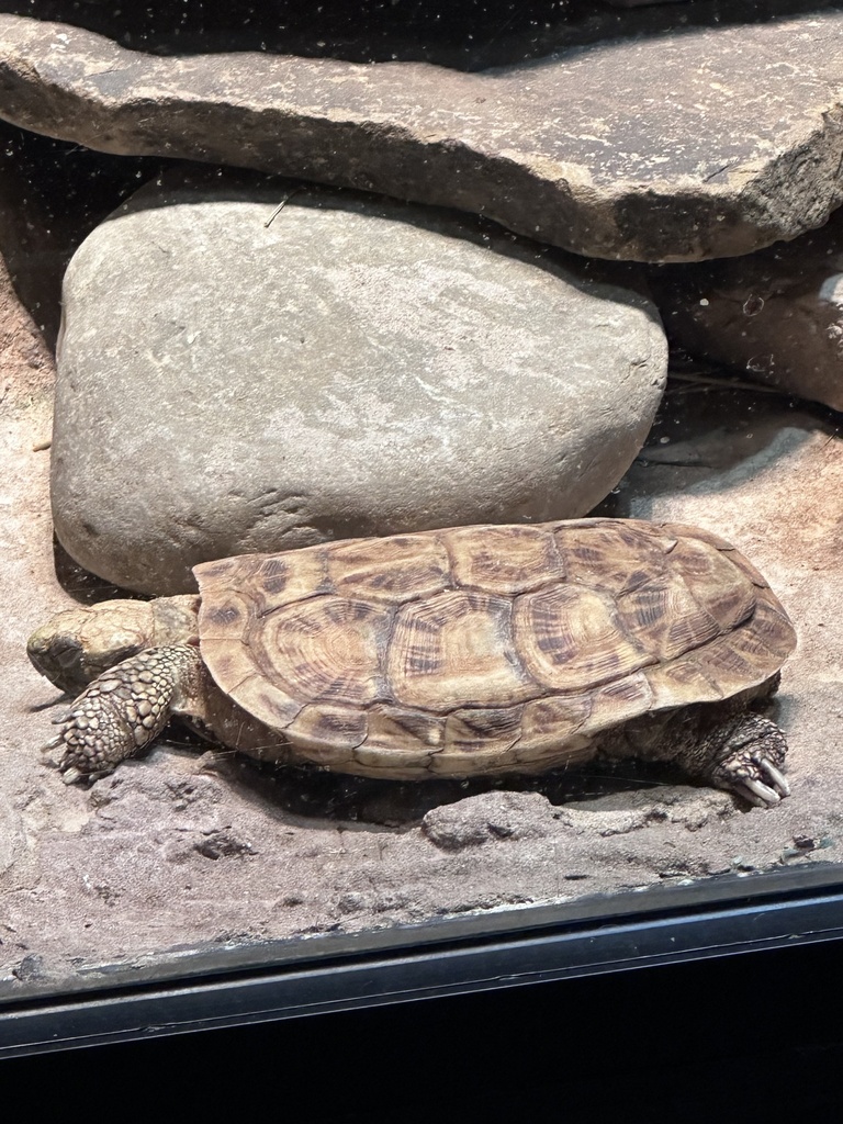 Crevice Tortoise in August 2023 by Matthew Summerville · iNaturalist