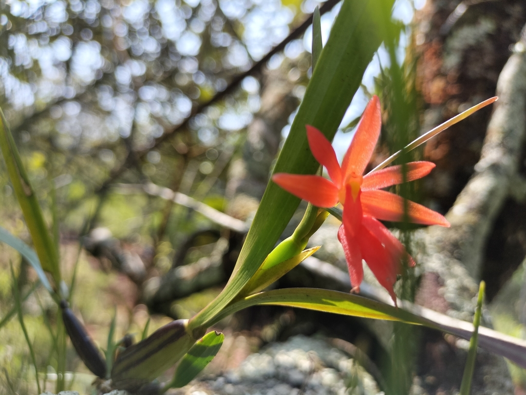 Scaphyglottis imbricata in August 2023 by adolfo florentino cruz