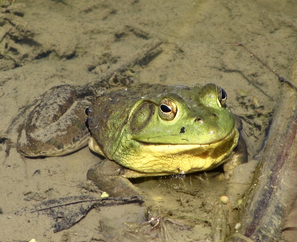 American Bullfrog from Gose Pike, Danville, KY, US on September 13 ...