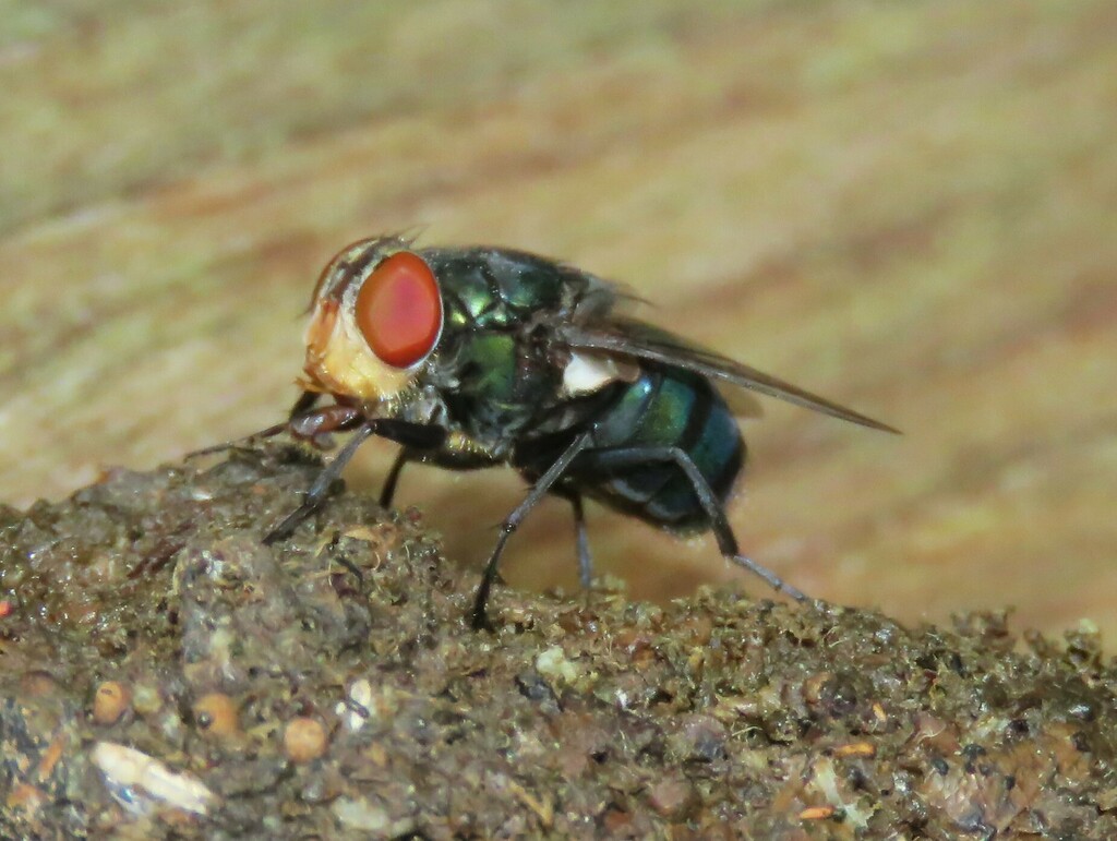 Oriental Latrine Fly from Rifle Range Road, Singapore on August 30 ...