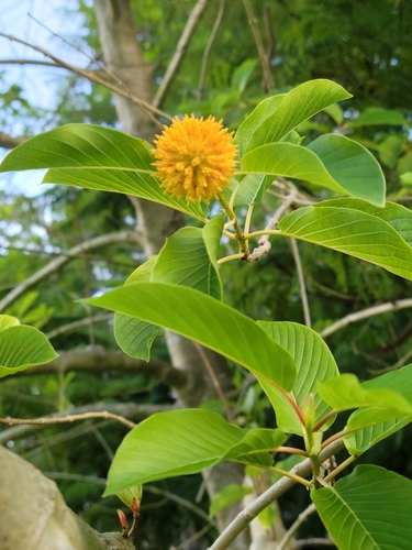 Kratom (Mitragyna speciosa)
