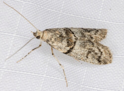 iNaturalist observation photo of Pyralid Snout Moths