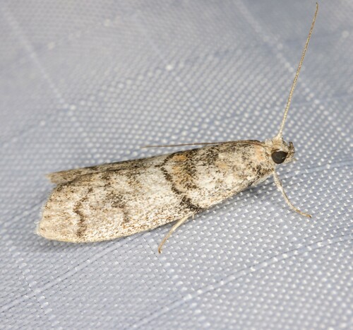 iNaturalist observation photo of Phycitini