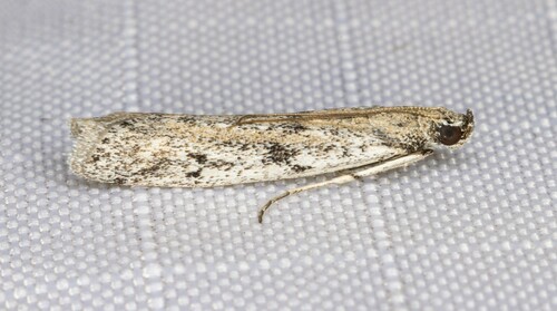 iNaturalist observation photo of Phycitini