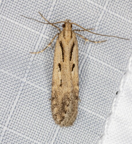 iNaturalist observation photo of Prolita variabilis